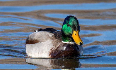 duck in water