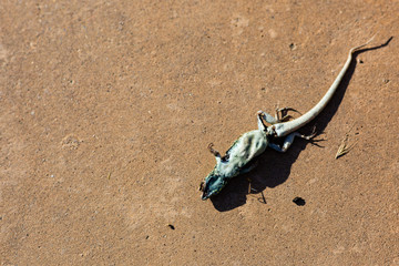 A dead lizard