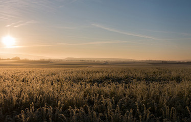 Landscape with fog and hoarfrost in the morning