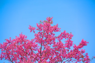 The cherry blossoms in the garden bloom beautifully in spring