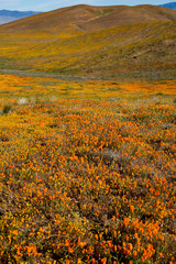 Orange Poppy Fields