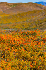 Fototapeta na wymiar Orange Poppy Fields
