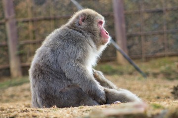 Japanese monkey 8