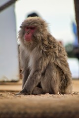 Japanese monkey 13