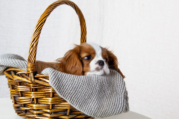 Cute puppy sitting in basket on white background. Dog purebred Cavalier King Charles Spaniel, close-up