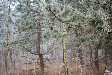 Winter freeze forest with fog weather, Danube meadows, Slovakia, Europee