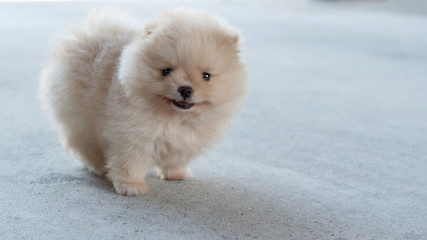 Small fluffy light brown Pomeranian puppy dog smiling on concrete floor in soft focus background with copy space