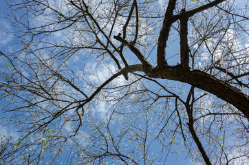 white plum blossom under blue sky