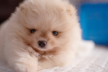 Small fluffy light brown Pomeranian puppy dog lying on white pad with front foot try to touch camera in soft focus background