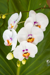 A bouquet of white Phalaenopsis orchids on a background of leaves in a tropical garden. Nature, Agriculture