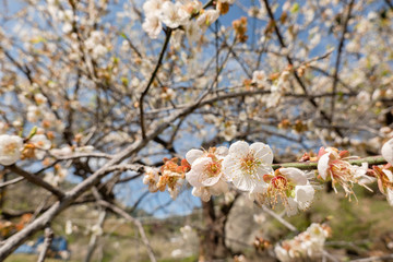 white plum blossom under blue sky