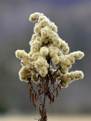 Close up of a withered plant on a  winter day