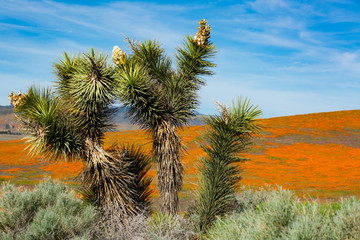 Desert Plants in California