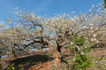 Obraz na płótnie Canvas white plum blossom under blue sky