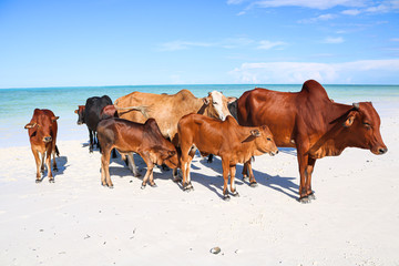 herd of cows at beach
