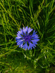 cornflowers. summer flowers. blue flowers.