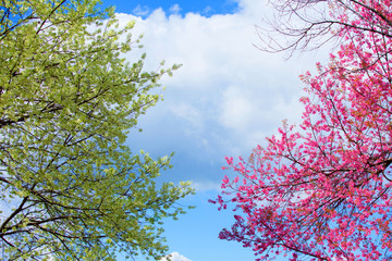 The cherry blossoms in the garden bloom beautifully in spring