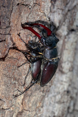 Mating of the stag beetle (Lucanus cervus) on a tree