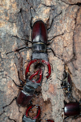 Males of the stag beetle (Lucanus cervus) fighting on a tree
