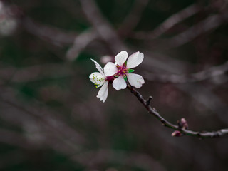 Macro photography of an almond tree flower.