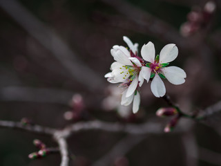 Macro photography of an almond tree flower.
