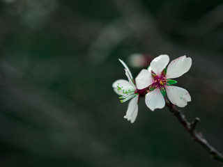 Macro photography of an almond tree flower.