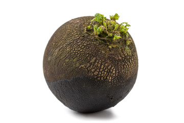 Schwarzer Rettich