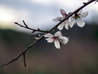 Macro photography of an almond tree flower.