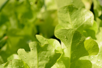 salad vegetables planted with blur background