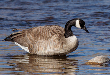 canada goose in water