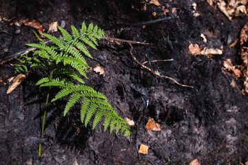 Green fern growing on the burned land