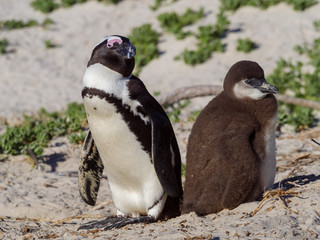 Naklejka premium African penguin, black-footed penguin or jackass penguin (Spheniscus demersus) adult and chick. Cape Town. Western Cape. South Africa