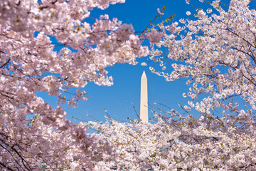 Washington DC in Spring Season