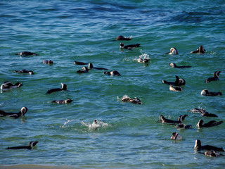African penguin, black-footed penguin or jackass penguin (Spheniscus demersus). Cape Town. Western Cape. South Africa