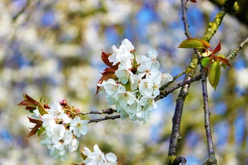 spring cherry blossom