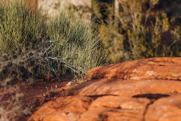 The rocky ground in valley of fire
