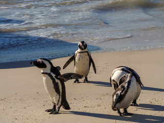 Fototapeta premium African penguin, black-footed penguin or jackass penguin (Spheniscus demersus). Cape Town. Western Cape. South Africa