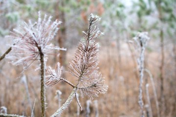 Close up of frozen pine branch in winter forest, Danube wetland, Slovakia, Europe