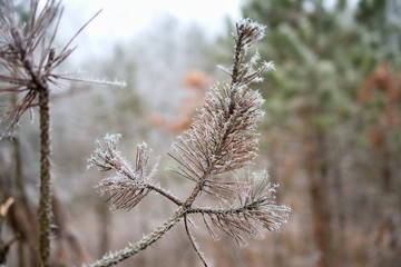 Close up of frozen pine branch in winter forest, Danube wetland, Slovakia, Europe