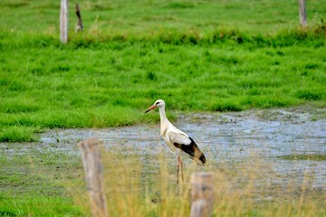 stork in its natural habitat