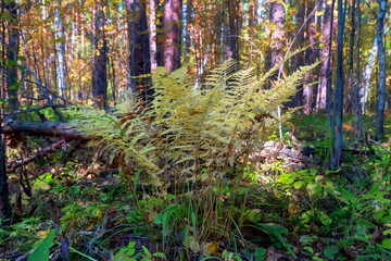 Fern in the forest