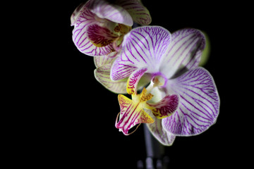 branch of a beautiful orchid on a black background