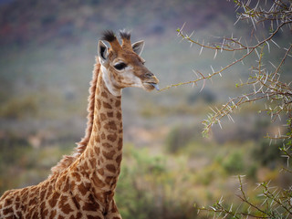 South African giraffe or Cape giraffe (Giraffa camelopardalis giraffa). Karoo, Western Cape, South Africa.