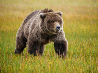 Coastal brown bear, also known as Grizzly Bear (Ursus Arctos). South Central Alaska. United States of America (USA).