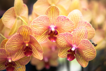 orchids pink and yellow in close up