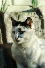 A white spotted street cat sits on a fence. White cat is on the fence. The cat sits on the shore by the sea.