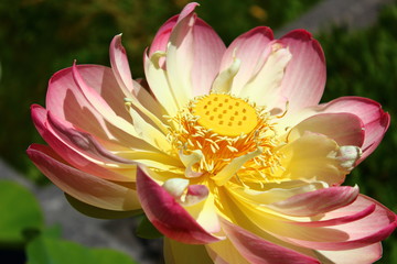 Bright and Colorful Lotus Flower