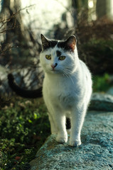 A white spotted street cat sits on a fence. White cat is on the fence. The cat sits on the shore by the sea.