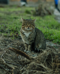 Yard gray cat is sitting on the grass.