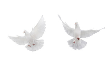two free flying white dove isolated on a white